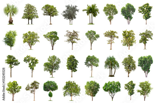 Isolated big tree on white background  The collection of trees.Large trees database Botanical garden organization elements of Asian nature in Thailand  tropical trees isolated used for design 