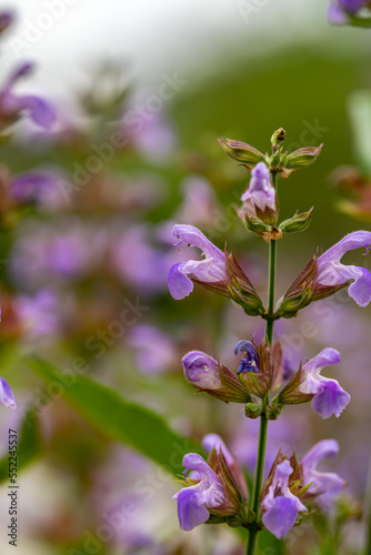Salvia officinalis flower growing in meadow, close up	