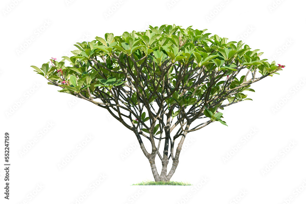 Plumeria.Isolated tree on white background. trees database Botanical