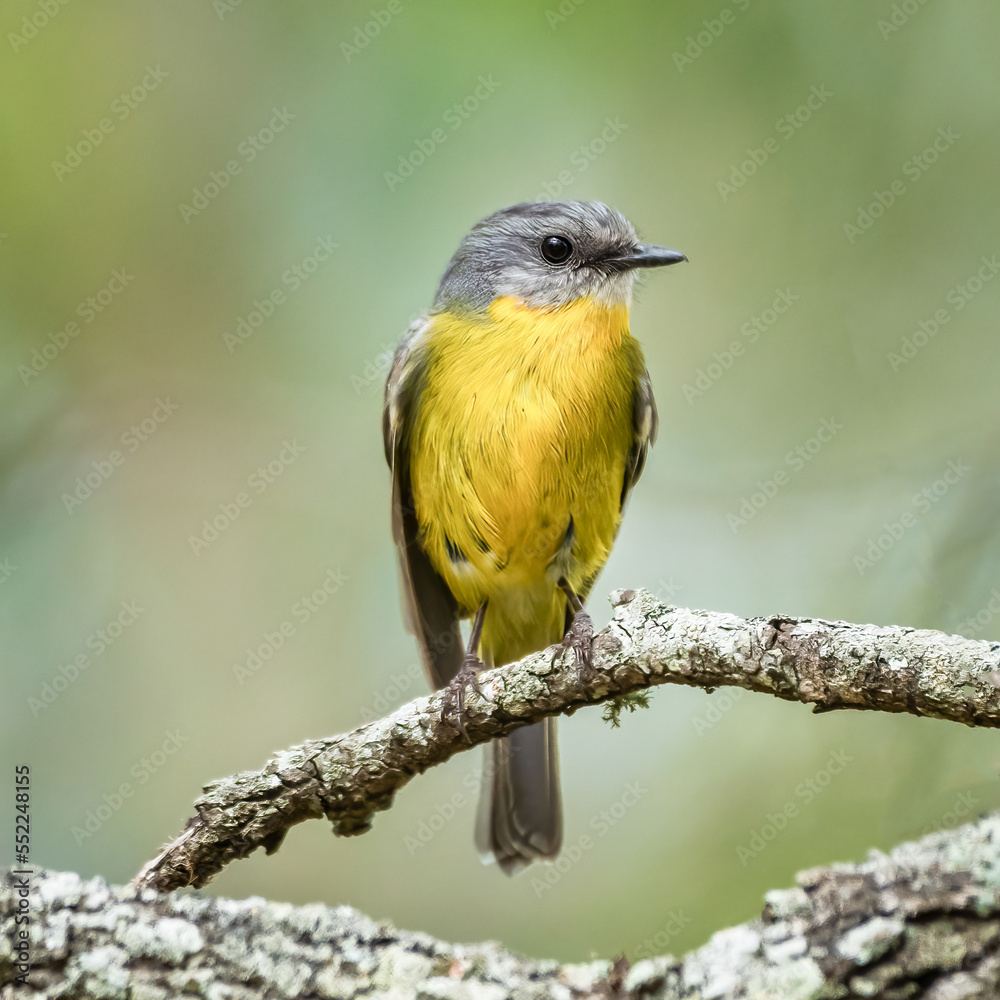 Obraz premium Eastern yellow robin on a perch