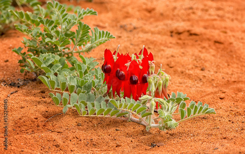 Swainsona formosa, Fabaceae, Sturt's desert pea flower emblem of South Australia often found in the desert.	 photo