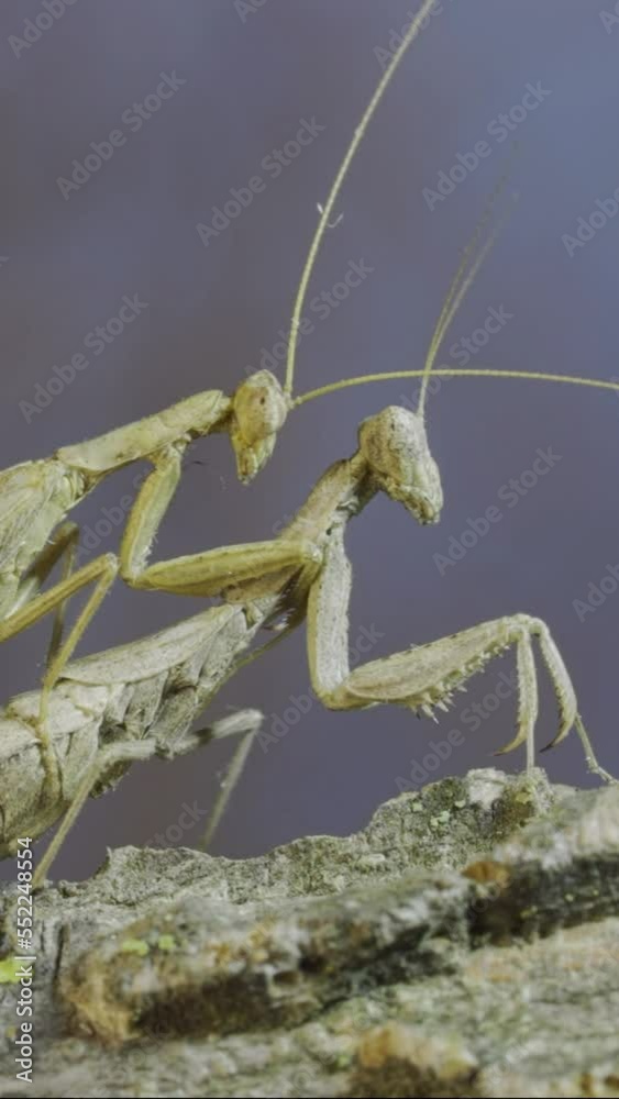 Vertical video, Closeup portrait of female praying mantis sits on tree