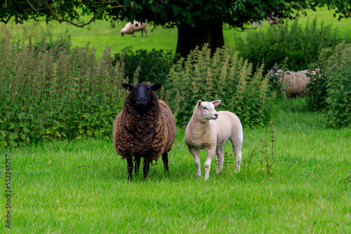 black and white sheep