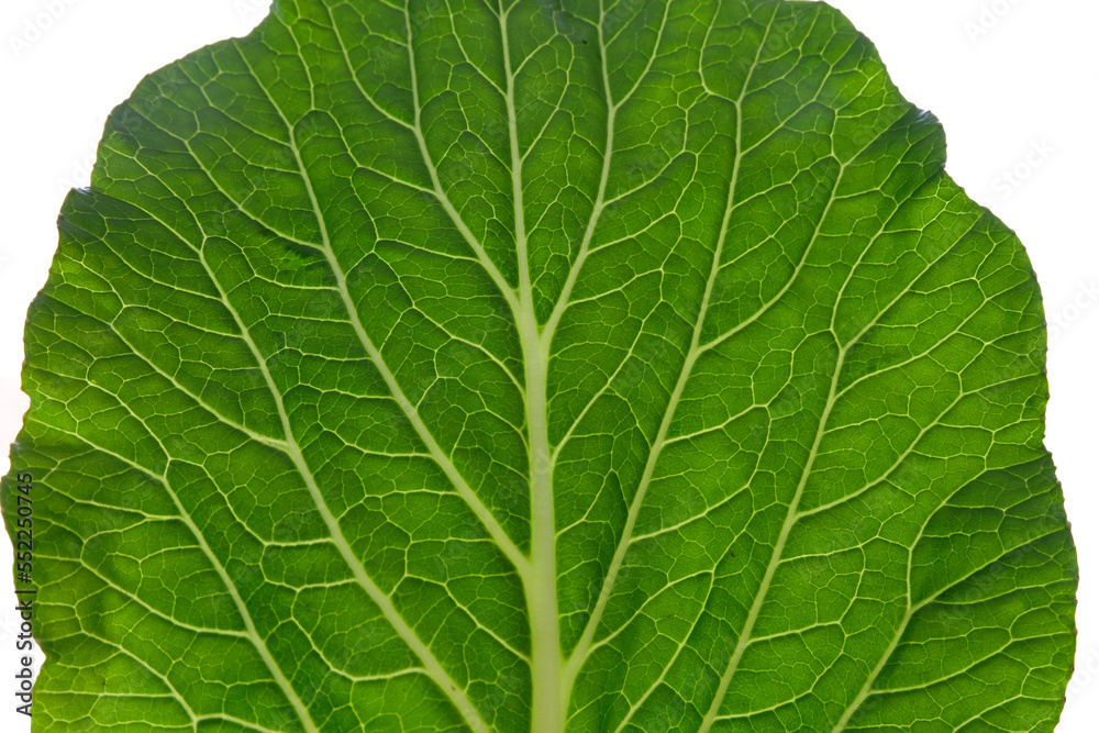 Closeup of a green vegetable leaf showing veins forming intricate detail pattern and texture. Chinese flowering cabbage with venation structure on leaf, macro view isolated on white background. Closeup of a green vegetable leaf showing veins forming intricate detail pattern and texture. Chinese flowering cabbage with venation structure on leaf, macro view isolated on white background.