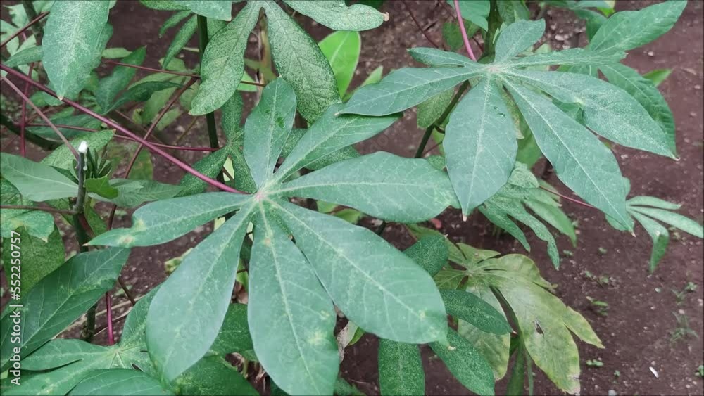 Cassava Leaves Sway In The Wind Cassava Leaves Contain Lots Of Vitamin cassava-leaves-sway-in-the-wind-cassava-leaves-contain-lots-of-vitamin