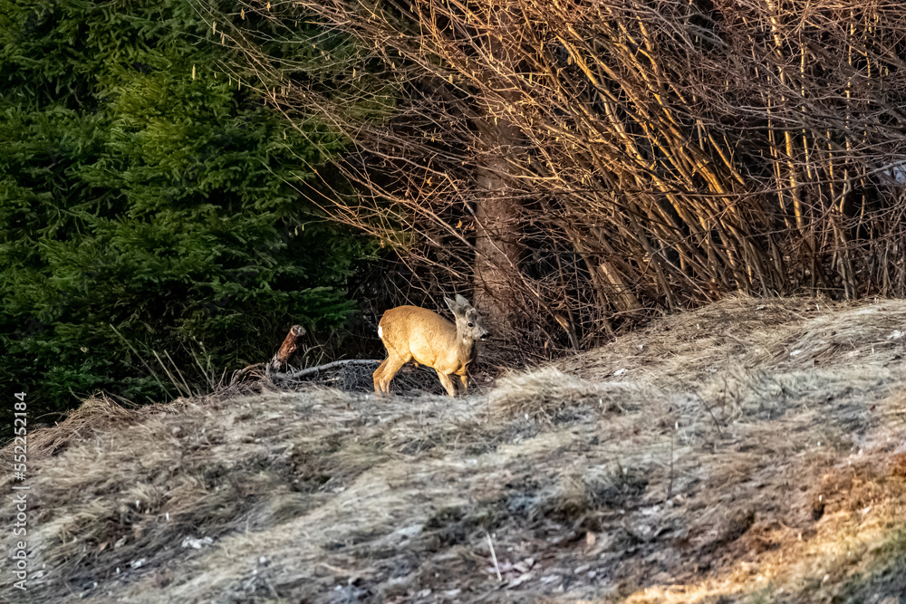 Deer in the forest, Bohinj region	