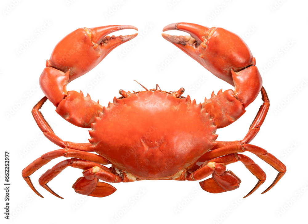 Seafood dish, Boiled Serrated mud crab on white background , Steamed Red Crab seafood Isolate on white PNG File. - obrazy, fototapety, plakaty 