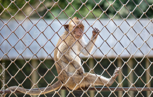 Portrait of a monkey in a zoo cage. © schankz