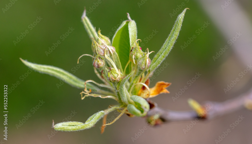 Opening bud on pear branch in spring. Opening bud on pear branch in spring.