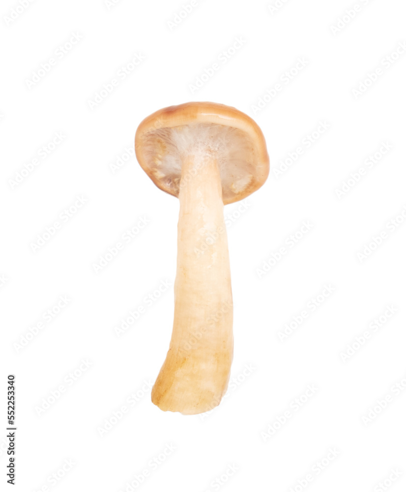 Honey agaric mushroom isolated on white background. Honey agaric mushroom isolated on white background.