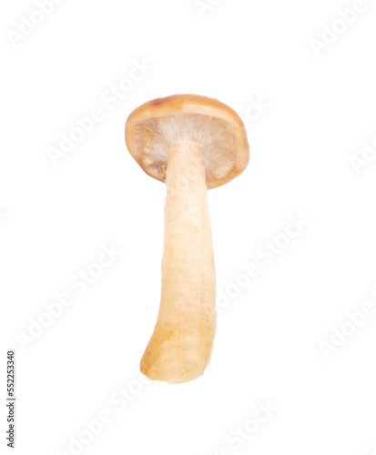 Honey agaric mushroom isolated on white background.