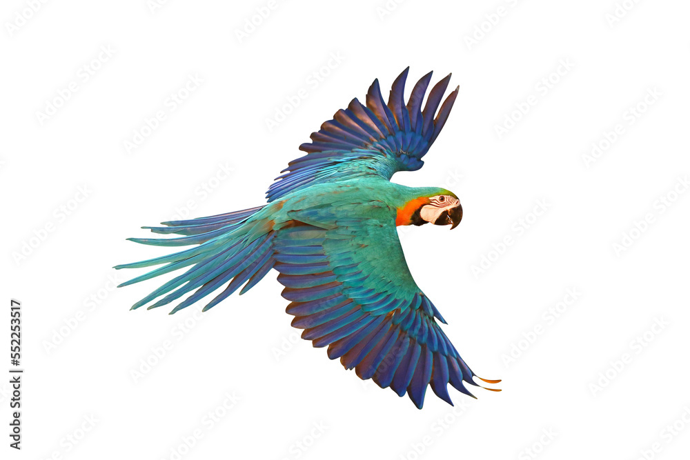 Macaw Parrot flying isolated on transparent background.