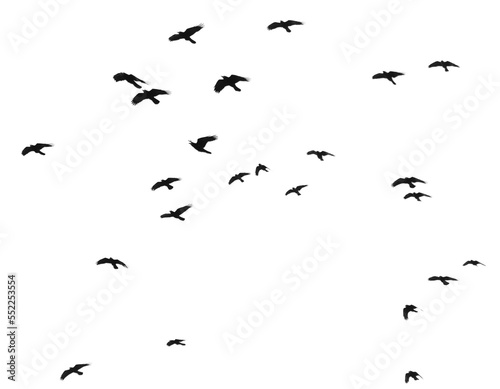 Flock of raven birds isolated on white