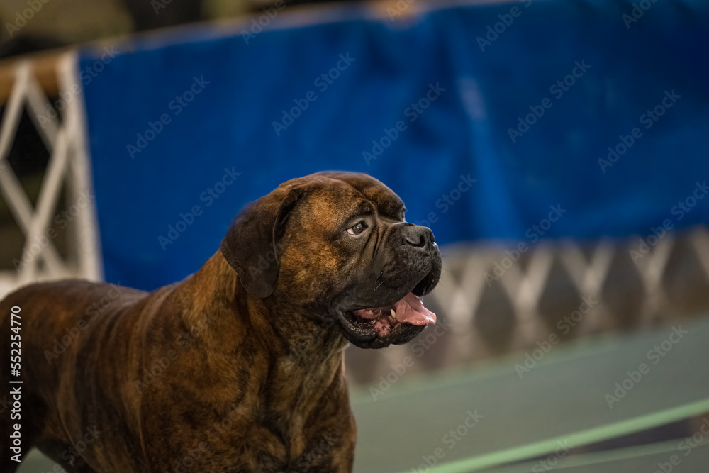 2022-12-07 A BRINDLE COLORED BULLMASTIFF STANDING IN A SHOW RING WITH A BLUE TARP IN THE BACKGROUND