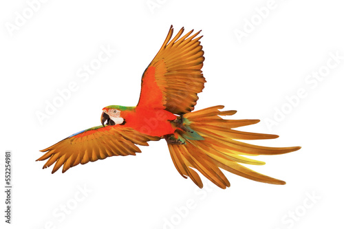 Catalina parrot flying isolated on transparent background. © Passakorn