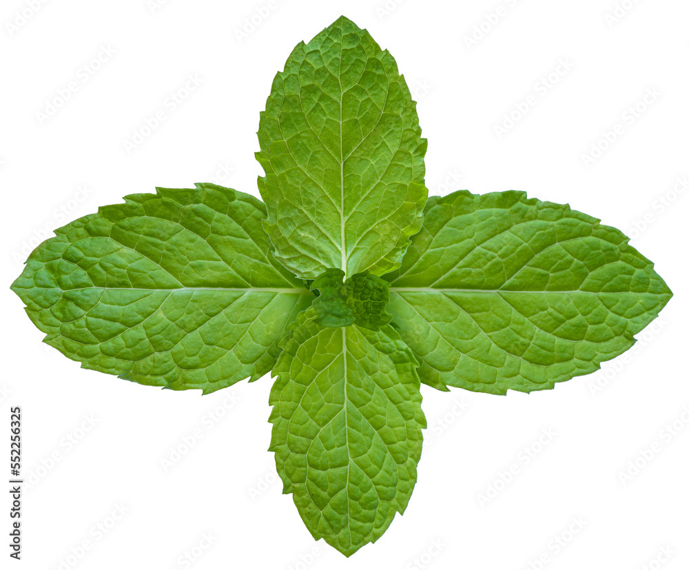 Mint leaves on white background , Mint on white PNG File. Mint leaves on white background , Mint on white PNG File.