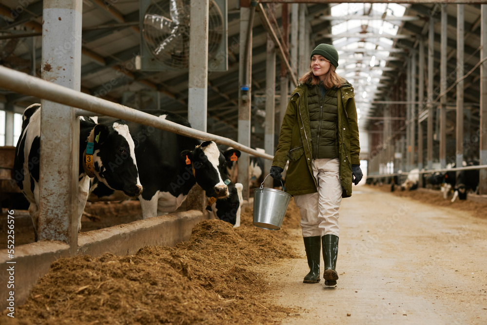 Female farmer with bucket walking along big barn, she feeding the herd of cows on farm Female farmer with bucket walking along big barn, she feeding the herd of cows on farm