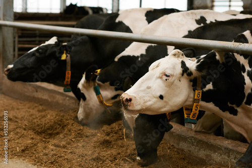 Fototapeta Naklejka Na Ścianę i Meble -  Herd of black and white domestic cows eating hay standing behind stall in cowshed