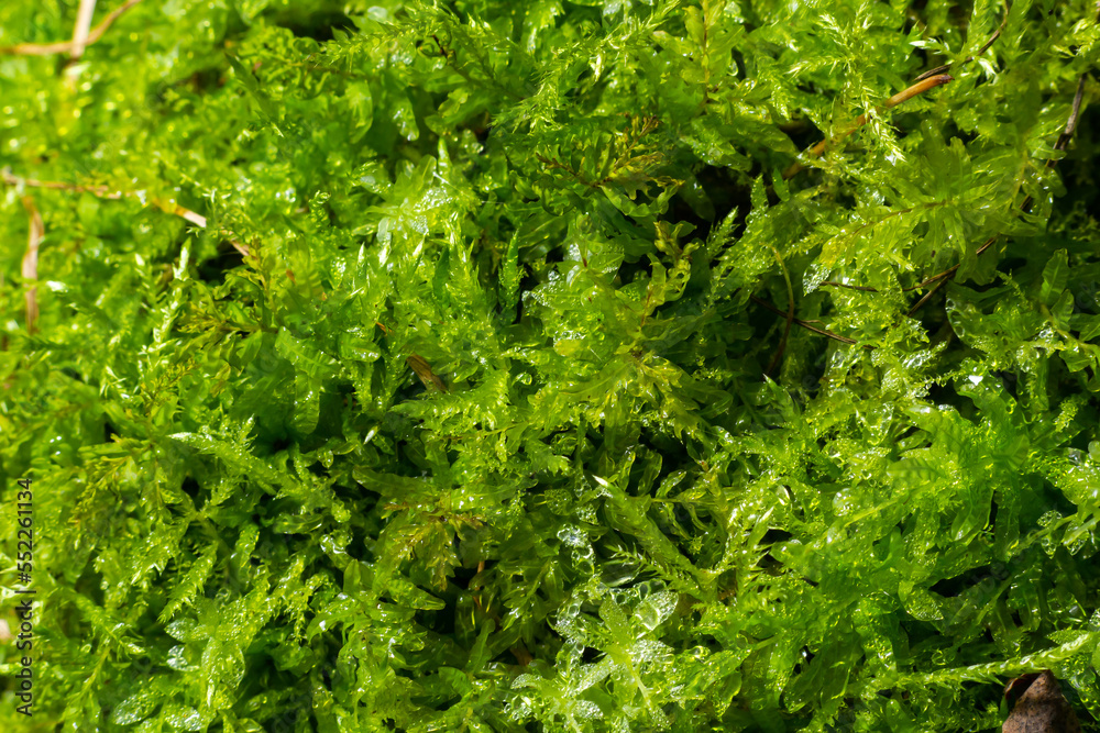 Natural moss in nature. Green moss background texture
