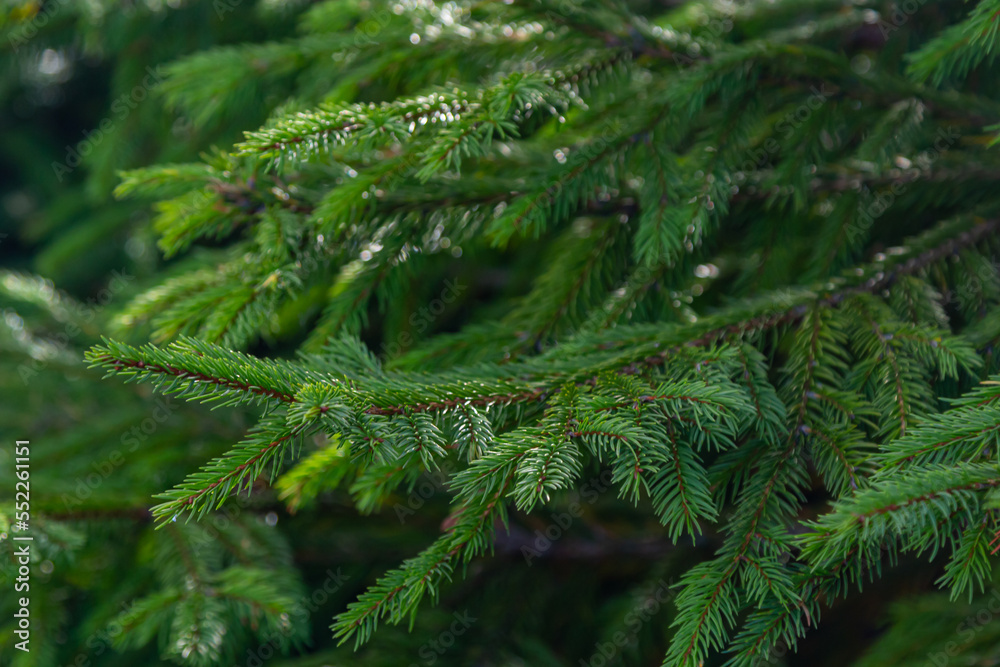 Green spruce branches as a textured background. Green spruce, white spruce or Colorado blue spruce - obrazy, fototapety, plakaty 