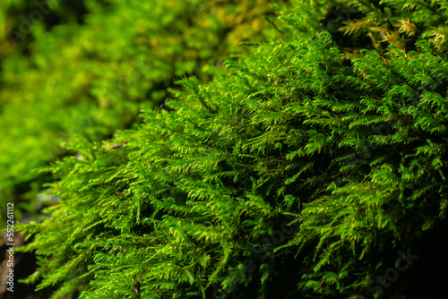 Natural moss in nature. Green moss background texture