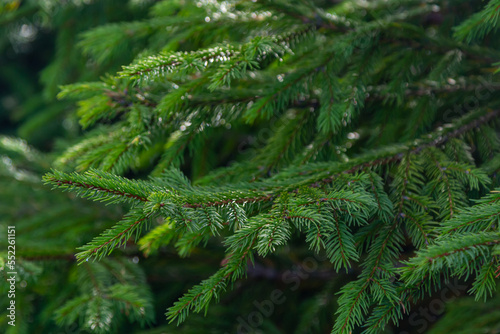 Canvastavla Green spruce branches as a textured background