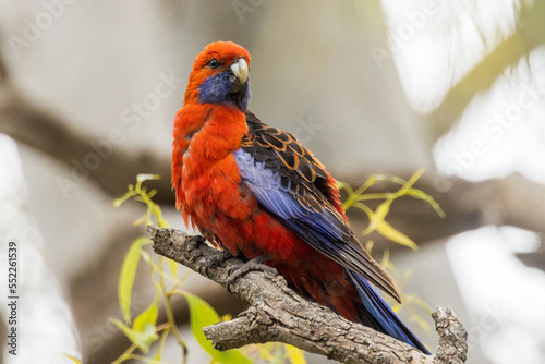 Crimson Rosella in South Australia