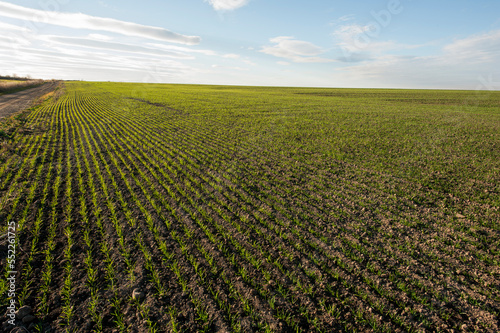 A field of winter wheat  even green rows of a healthy crop