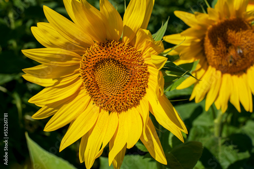 bright sunflowers on a large field on a sunny day