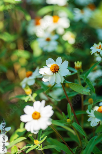 white flowers in the garden