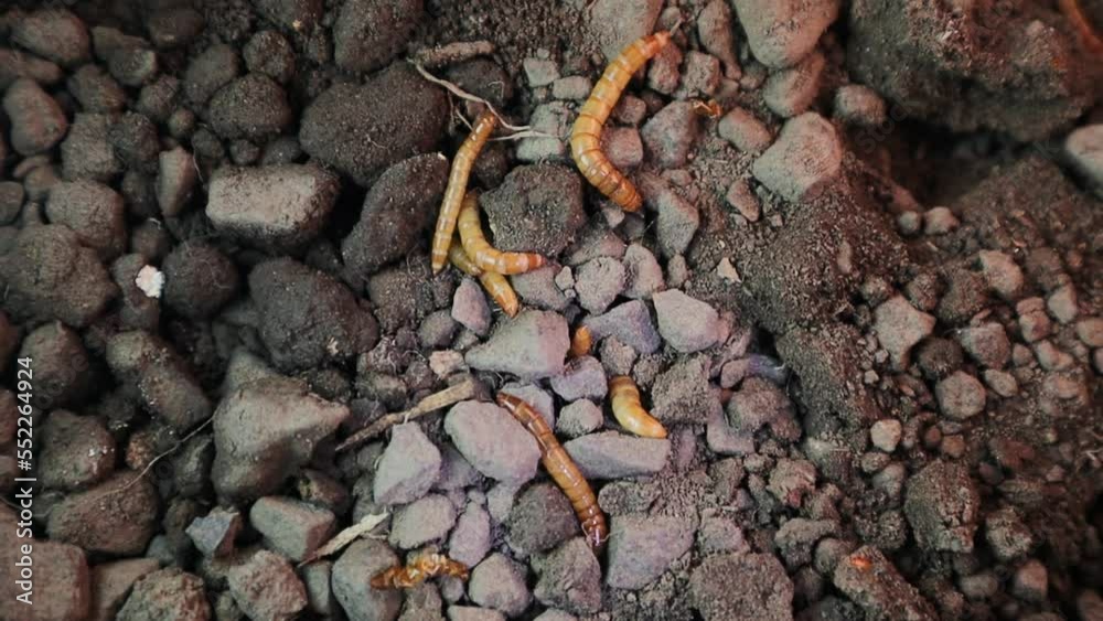 Black beetle larvae digging mealworms in nature. Stages of the