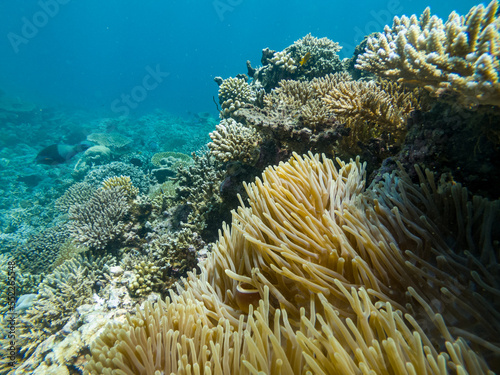 Coral reef in Mayotte Lagune, French territory.