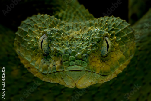 Western Bush Viper or West African Leaf Viper (Atheris chlorechis), is a genus of venomous vipers. Closeup head of Western Bush Viper. photo