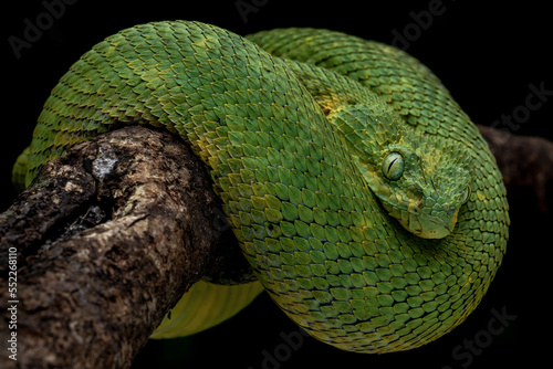 Western Bush Viper or West African Leaf Viper (Atheris chlorechis), is a genus of venomous vipers. Closeup head of Western Bush Viper. photo