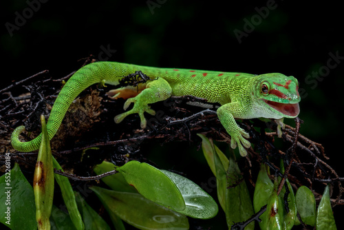 Madagascar Day Gecko (Phelsuma grandis) on tree branch.