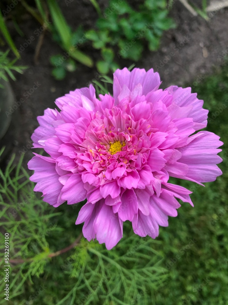 Fototapeta premium Cosmea