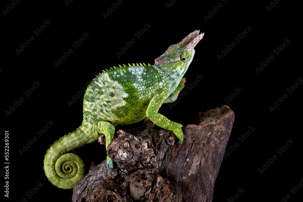 Fototapeta premium Fischer Chameleon (Kinyongia fischeri) on tree branch.