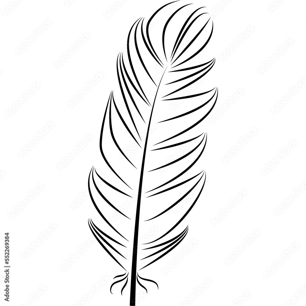 Fototapeta premium feather illustration, drawing, engraving, ink line art