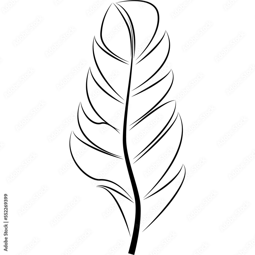 Fototapeta premium feather illustration, drawing, engraving, ink line art