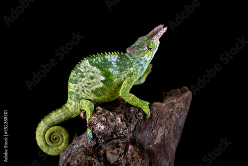 Fischer Chameleon (Kinyongia fischeri) on tree branch.