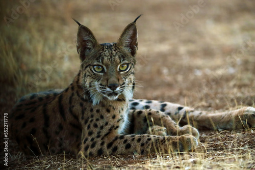 The Iberian lynx (Lynx pardinus), portrait of a young cat after sunset. photo