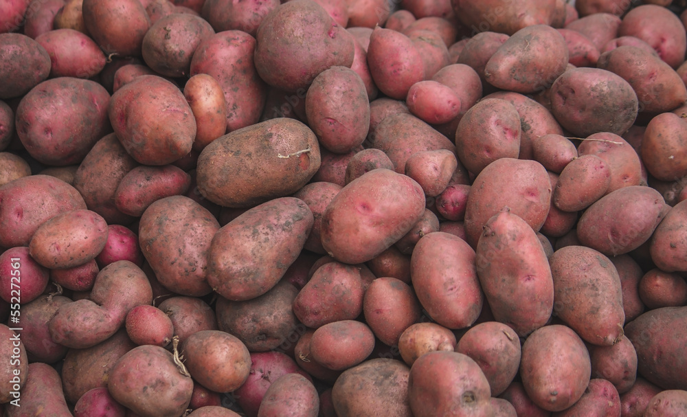 Freshly picked potatoes. Harvest on the farm.