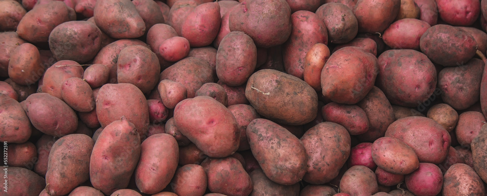 Freshly picked potatoes. Harvest on the farm. Freshly picked potatoes. Harvest on the farm.
