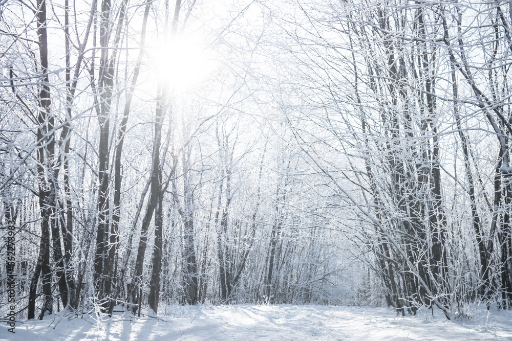 Fototapeta premium Sunny frosty day in the forest.