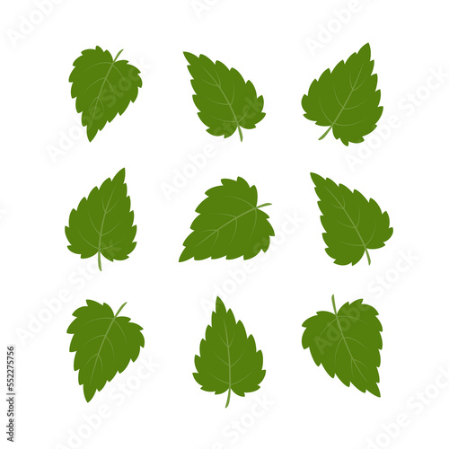 Nettle leaves. Set of green leaves isolated on white background. Vector illustration.	