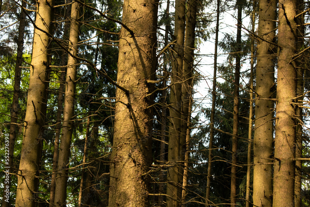 Fototapeta premium Bäume Wald