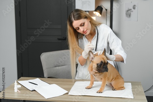 cheerful young veterinary taking care and examining a beautiful pet dog french bulldog