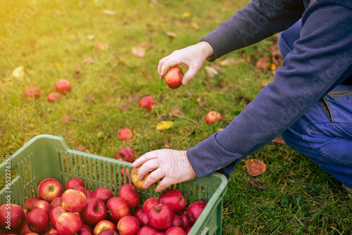 A farmer with freshly harvested apples in a box, agriculture and gardening concept
