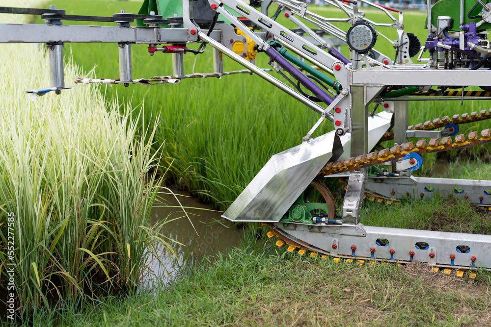Harvester machine in Thai rice field.
