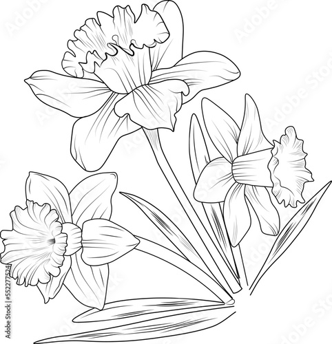 Fototapeta Naklejka Na Ścianę i Meble -  Daffodil flower line art, simplicity, Embellishment, blossom narcissus flowers hand drawn vector illustration, coloring book for adults and children.